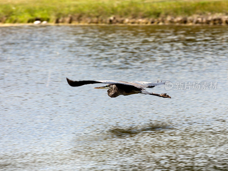 大蓝鹭，Ardea herodias，飞过水面